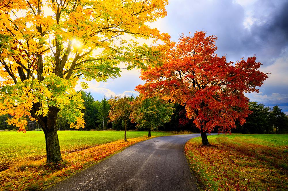 Maple trees with colored leafs along asphalt Maintenance road at autumn daylight
